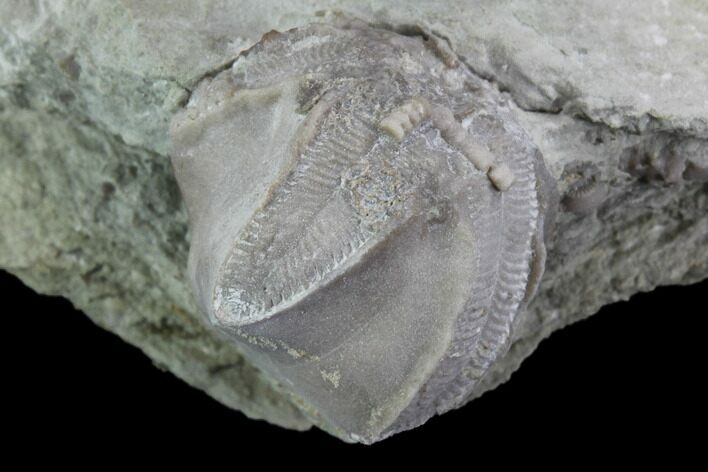 Blastoid (Pentremites) Fossil - Illinois #92226